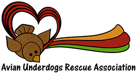 Avian Underdogs